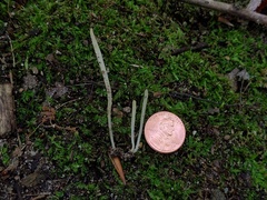 Clavaria acuta