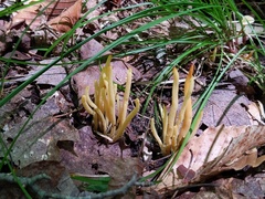 Clavaria amoenoides