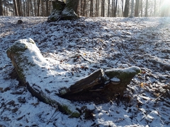 Phellinus populicola