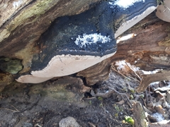 Phellinus populicola