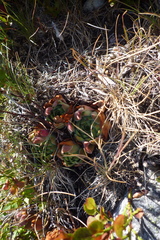 Sempervivum vicentei