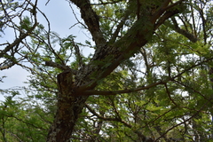 Vachellia astringens