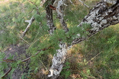Vachellia astringens
