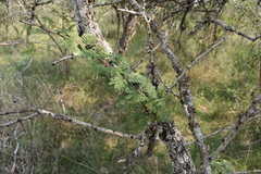 Vachellia astringens