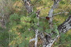 Vachellia astringens