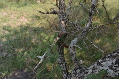 Vachellia astringens