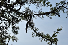 Vachellia astringens