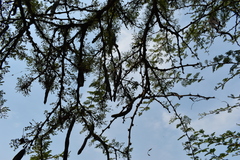 Vachellia astringens