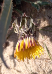 Reichardia