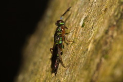 Lyciscidae