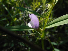 Vicia bithynica