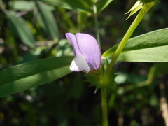 Vicia bithynica