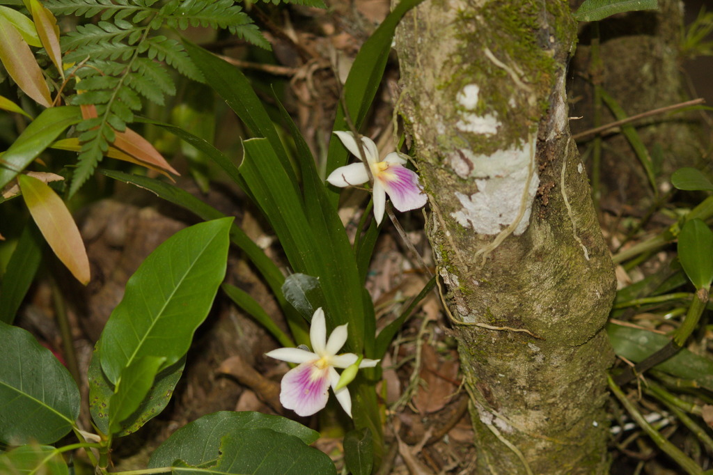 Miltonia regnellii