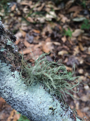 Usnea subgracilis