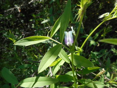 Vicia bithynica