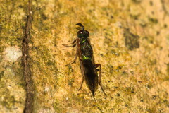 Lyciscidae