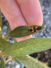 Oncopeltus cingulifer