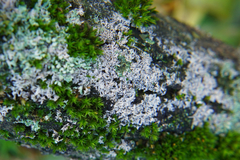 Erythricium aurantiacum