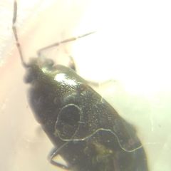 Heteroptera