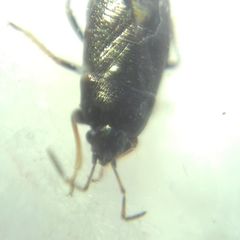 Heteroptera