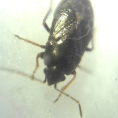 Heteroptera
