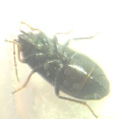 Heteroptera