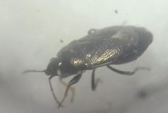 Heteroptera