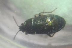 Heteroptera