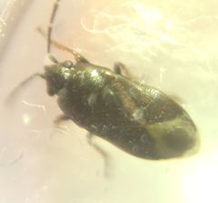Heteroptera