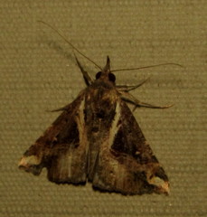 Hypena varialis