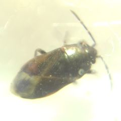 Heteroptera