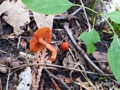 Cortinarius hesleri