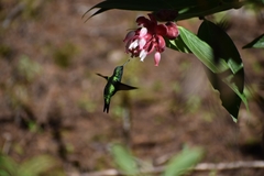 Chlorostilbon melanorhynchus