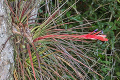 Tillandsia tricolor image