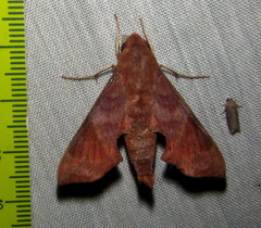 Temnora marginata