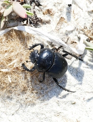 Scarabaeus semipunctatus