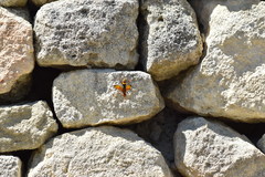 Cryptocheilus annulatus