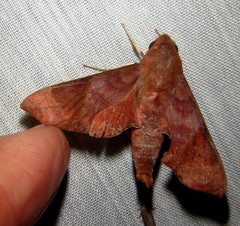 Temnora marginata