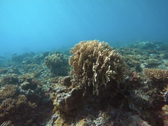 Millepora tenera
