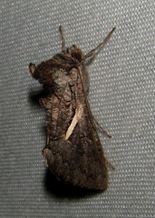 Vittaplusia vittata