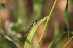 Coenagrion mercuriale