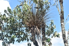 Tillandsia longifolia