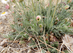 Erigeron bellidiastrum