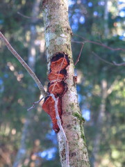 Dichomitus campestris