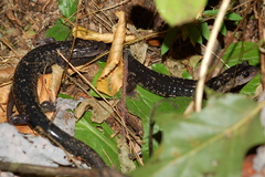 Plethodon teyahalee