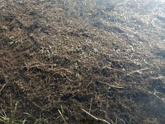 Potamogeton × nitens