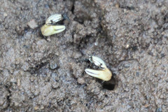 Austruca triangularis