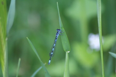 Coenagrion mercuriale