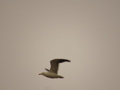 Larus dominicanus