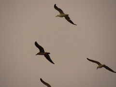 Larus dominicanus